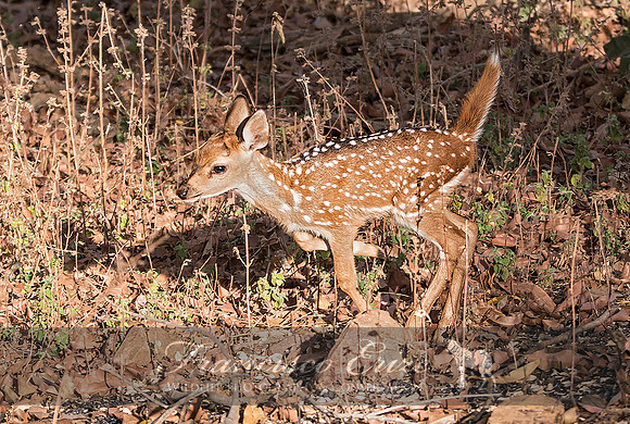 M21 Axis axis - SPOTTED DEER 5
