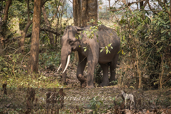 M26 Elephas maximus - ASIAN ELEPHANT 5