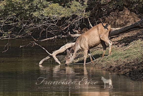 M21 Rusa unicolor - SAMBAR 3 ·