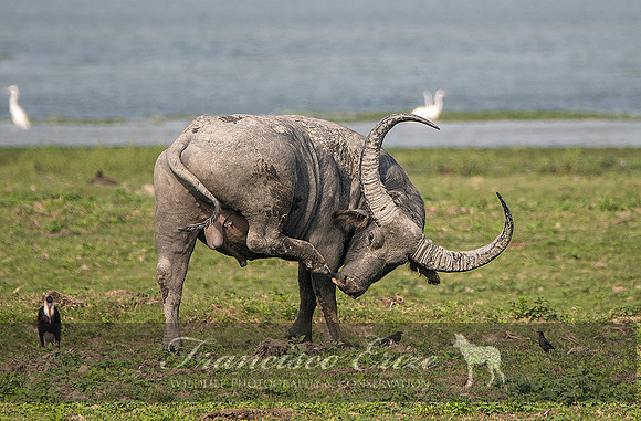 M22 Bubalis arnee - ASIAN WILD BUFFALO 8