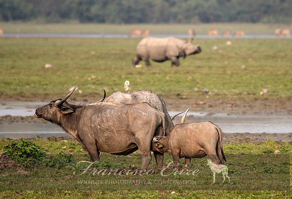 M22 Bubalis arnee - ASIAN WILD BUFFALO 6