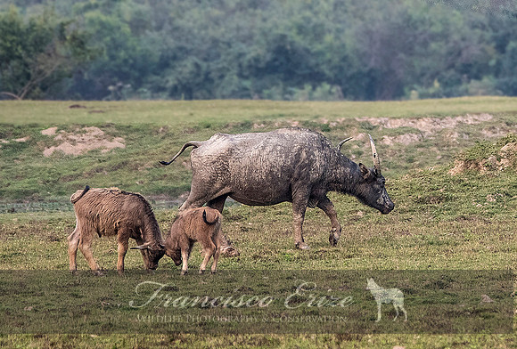 M22 Bubalis arnee - ASIAN WILD BUFFALO ´3