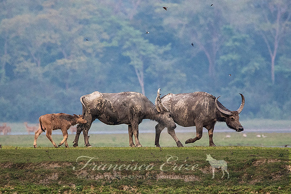 M22 Bubalis arnee - ASIAN WILD BUFFALO 2
