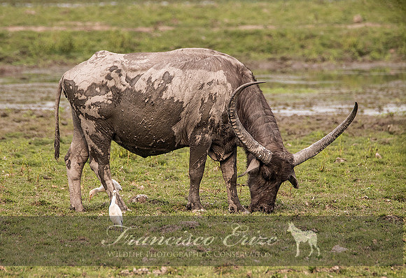 M22 Bubalis arnee - ASIAN WILD BUFFALO 5