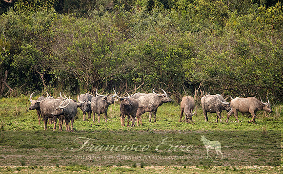 M22 Bubalis arnee - ASIAN WILD BUFFALO 1