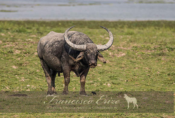M22 Bubalis arnee - ASIAN WILD BUFFALO 7