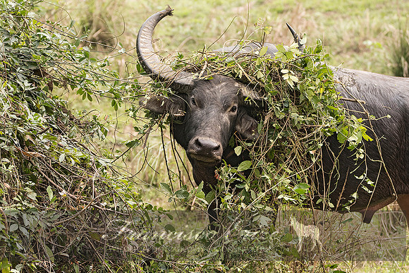 M22 Bubalis arnee - ASIAN WILD BUFFALO 11