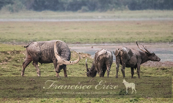 M22 Bubalis arnee - ASIAN WILD BUFFALO 10