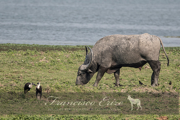 M22 Bubalis arnee - ASIAN WILD BUFFALO 9