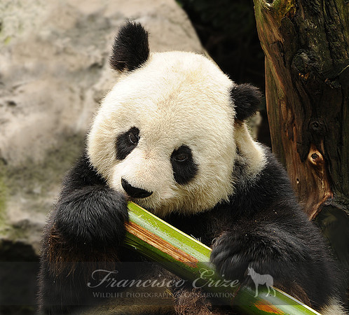 M12 Auloropoda melanoleuca - GIANT PANDA
