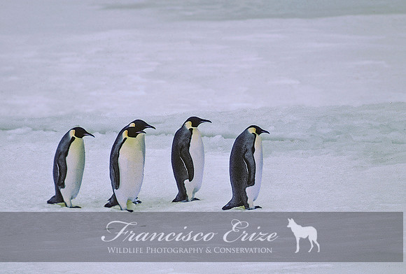 B4 Aptenodytes forsteri - EMPEROR PENGUIN