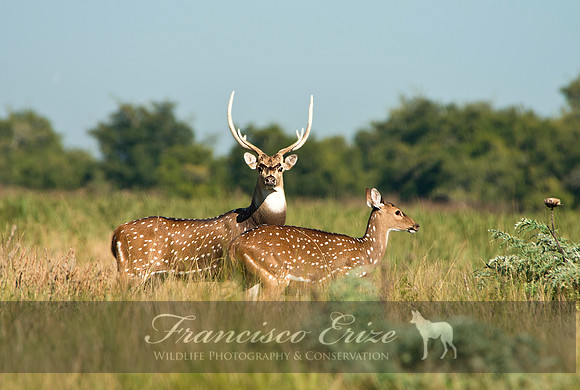 M21 Axis axis - SPOTTED DEER 13