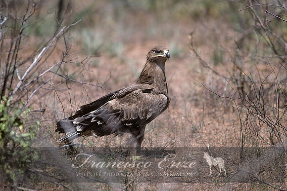 B20a Aquila nipalensis - STEPPE'S EAGLE
