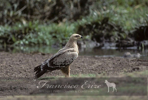 B20a Aquila rapax - TAWNY EAGLE