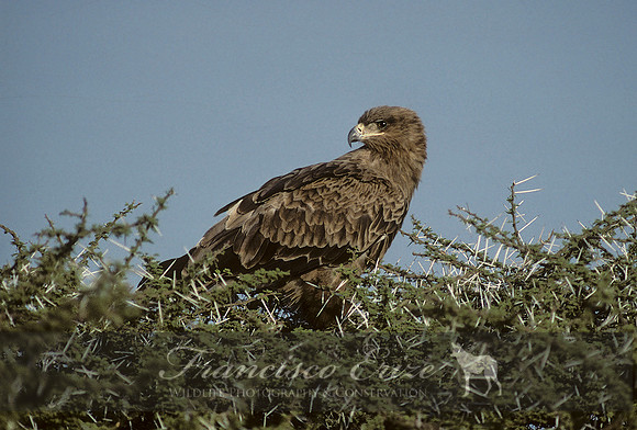 B20a Aquila Rapax - TAWNY EAGLE