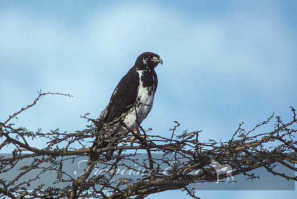 B20b Buteo augur - AUGUR´´S BUZZARD
