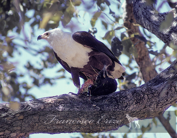 B20a Haliaetus vociferans - AFRICAN FISH EAGLE