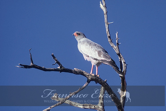 B20c  Melierax poliopterus -CHANTING GOSHAWK