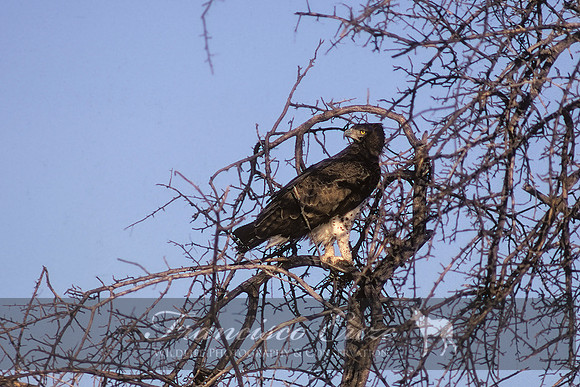 B20a Polimaetus bellicosus - MARTIAL EAGLE