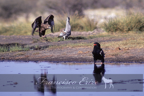 B20a Terathopus ecaudatus - BATELEUR EAGLE