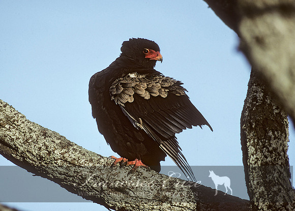B20a Terathopus ecaudatus - BATELEUR EAGLE