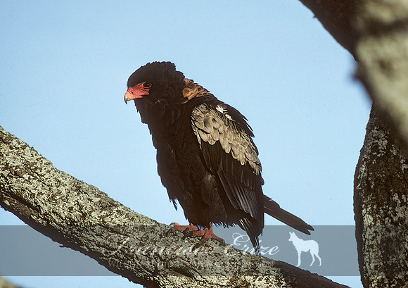 B20a Terathopus ecaudatus - BATELEUR EAGLE