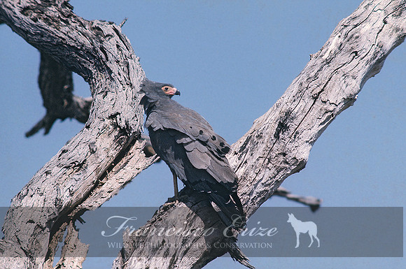 B20c Polyboroides typus - AFRICAN HARRIER HAWK