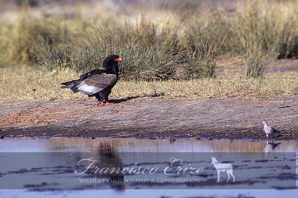 B20a Terathopus ecaudatus - BATELEUR EAGLE