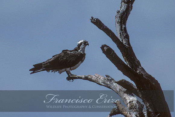 B20 Pandion haliaetus - OSPREY