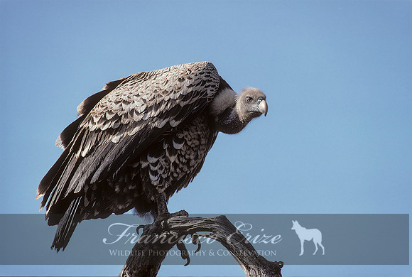 B20 Gyps rueppellii - RÜPPELL'S GRIFFON VULTURE