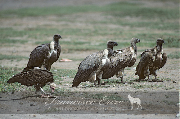 B20 Gyps africanus - AFRICAN WHITE-BACKED VULTURE