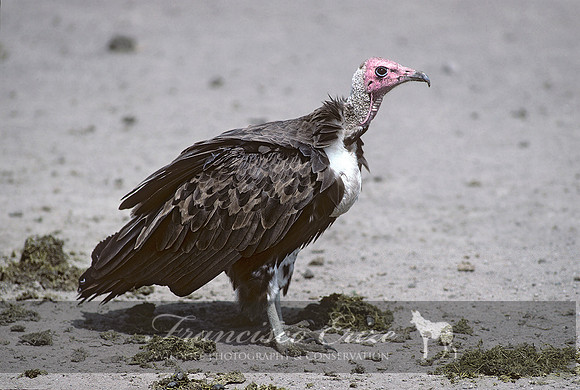B20 Necrosyrtes monachus - HOODED VULTURE