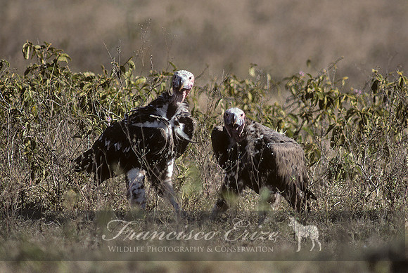 B20a Torgos tracheliotus – LAPPET-FACED VULTURE