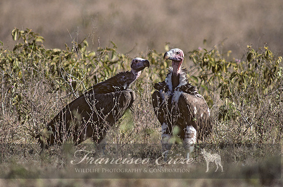 B20 Torgos tracheliotus - LAPPET-FACED VULTURE