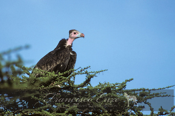 B20 Trigonoceps occipitalis -WHITE-HEADED VULTURE