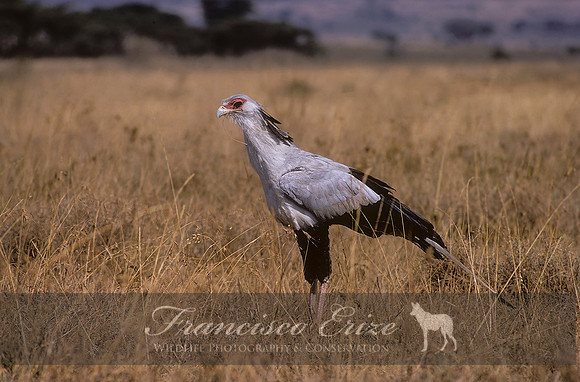 B19B Sagittarius serpentarius -SECRETARY BIRD