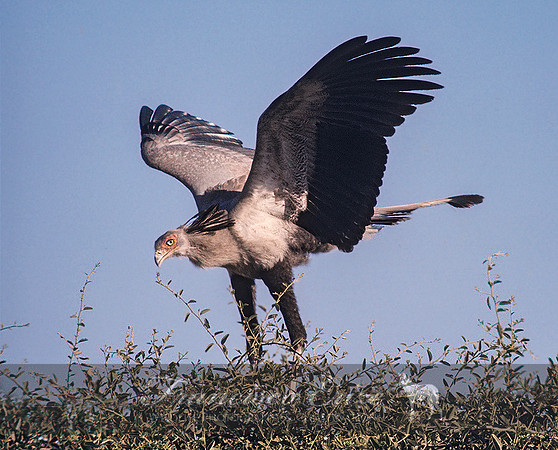 B19B Sagittarius serpentarius - SECRETARY BIRD