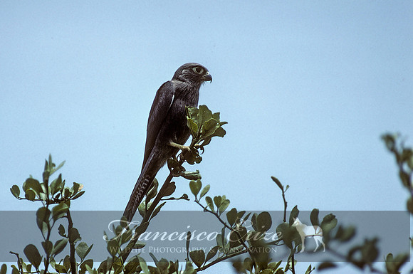 B21 Falco concolor - SOOTY FALCON