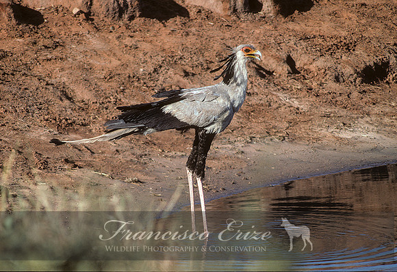 B19B Sagittarius serpentarius - SECRETARY BIRD