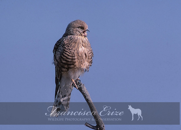 B21 Falco rupicoloides - GREATER KESTREL