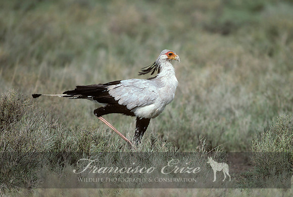 B19B Sagittarius serpentarius - SECRETARY BIRD