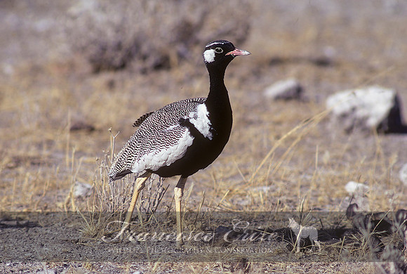 B24B Afrotis afraoides - N. BLACK BUSTARD or KORHAAN