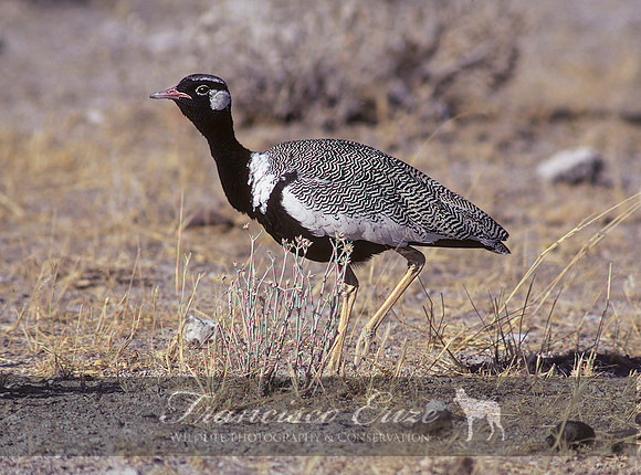 B24B Afrotis afraoideS – N. BLACK BUSTARD or KORHAAN