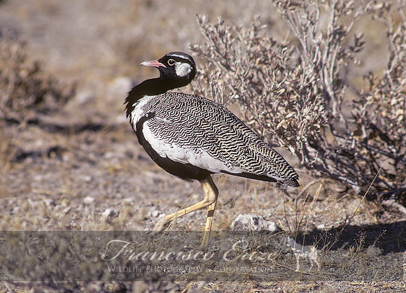 B24B Afrotis afraoideS – N. BLACK BUSTARD or KORHAAN