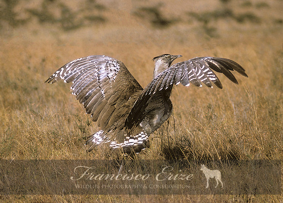 B24B Ardeotis Kori - KORI bUSTARD