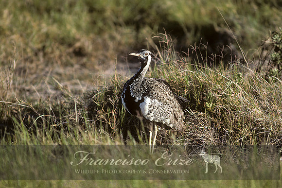 B24B Lissotis hartlaubi - HARTLAUB´S BUSTARD