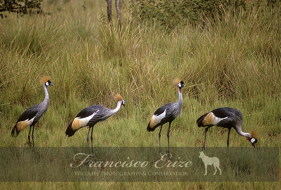 B25B Balearica regulorum - GREY CROWNED CRANE