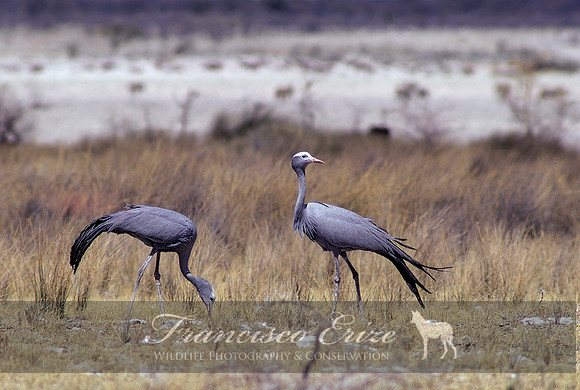 B25B Anthropoides paradiseus - BLUE CRANE