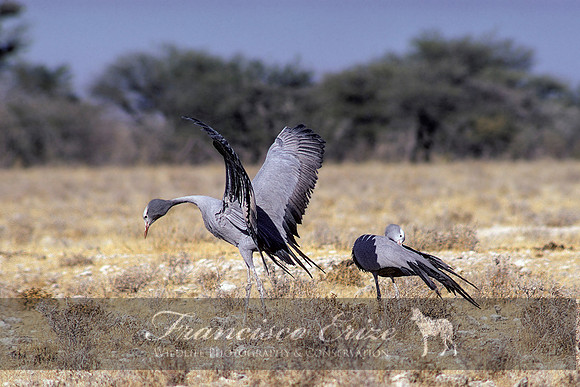 B25B Anthropoides paradiseus - BLUE CRANE