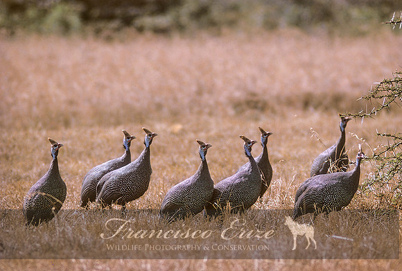 B23B Numida meleagris - HELMETED GUINEAFOWL